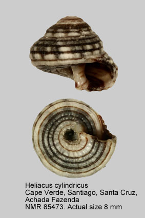 Heliacus cylindricus (2).jpg - Heliacus cylindricus(Gmelin,1791)
